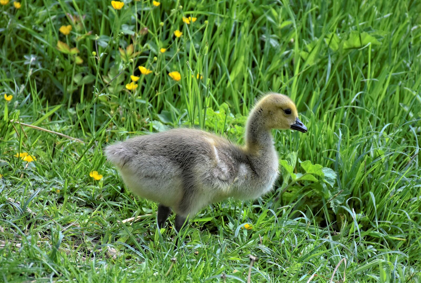 Nikon D7200 sample photo. Goose geese chicks, canada photography