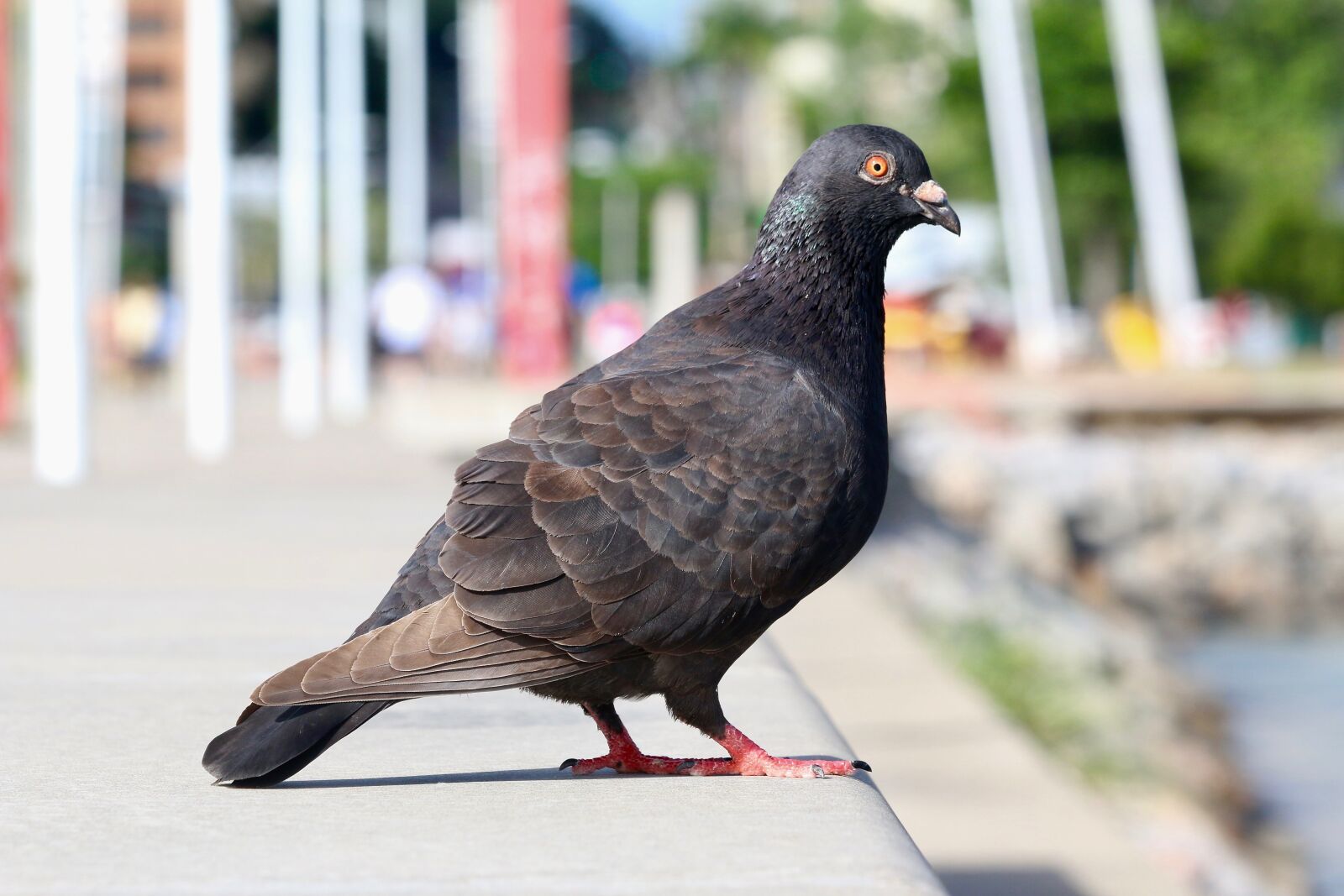 Canon EOS 70D + Canon EF 70-300mm F4-5.6 IS USM sample photo. Pigeon, bird, dove photography
