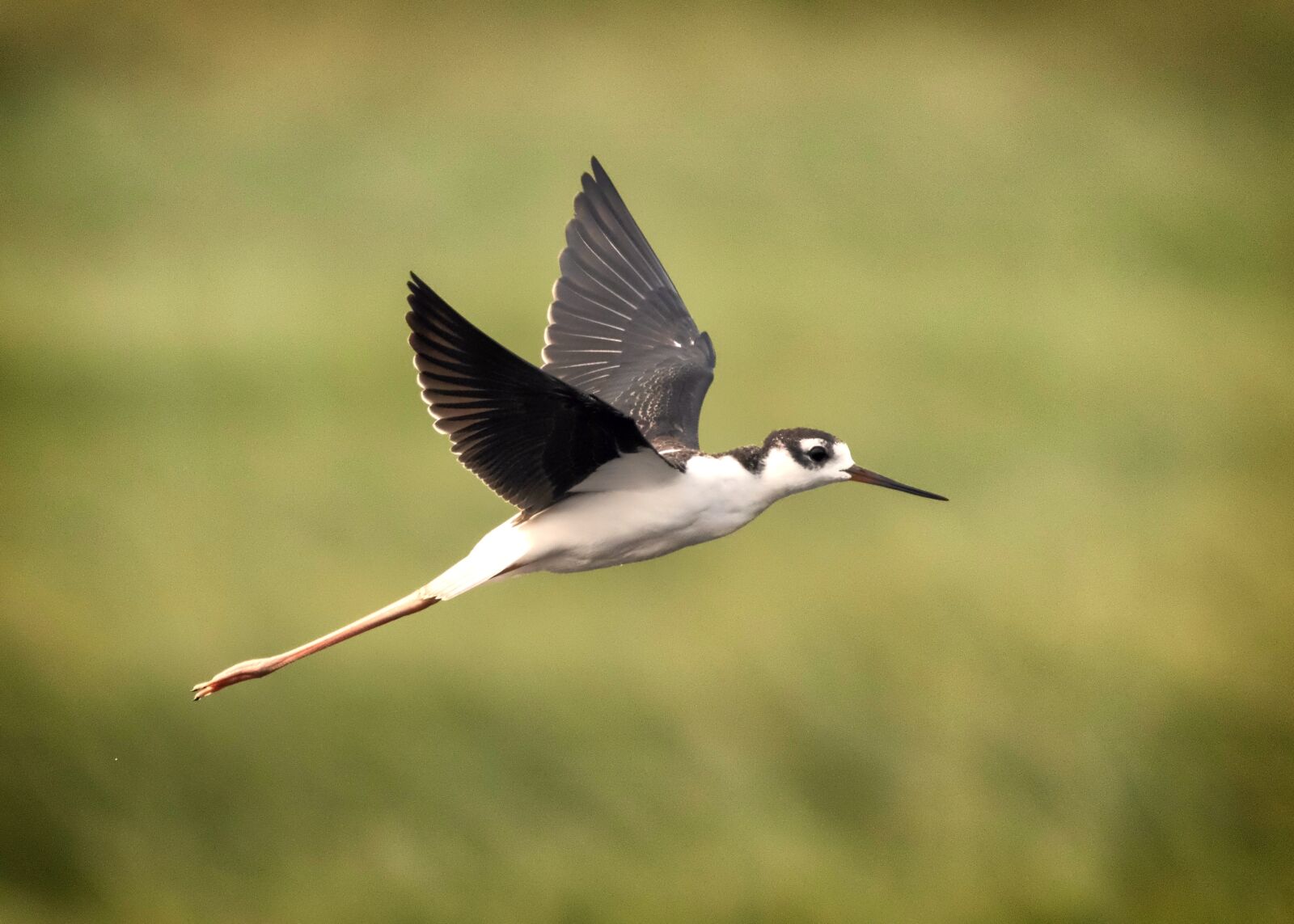 Canon EOS 800D (EOS Rebel T7i / EOS Kiss X9i) sample photo. Motion, nature, flying photography