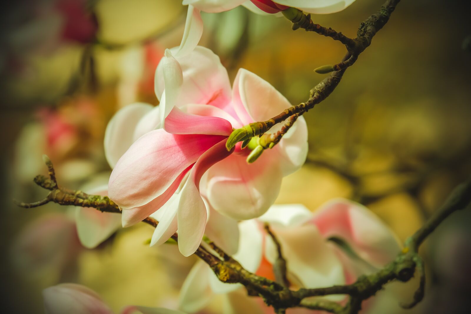 Fujifilm XF 55-200mm F3.5-4.8 R LM OIS sample photo. Magnolia, branch, flower photography