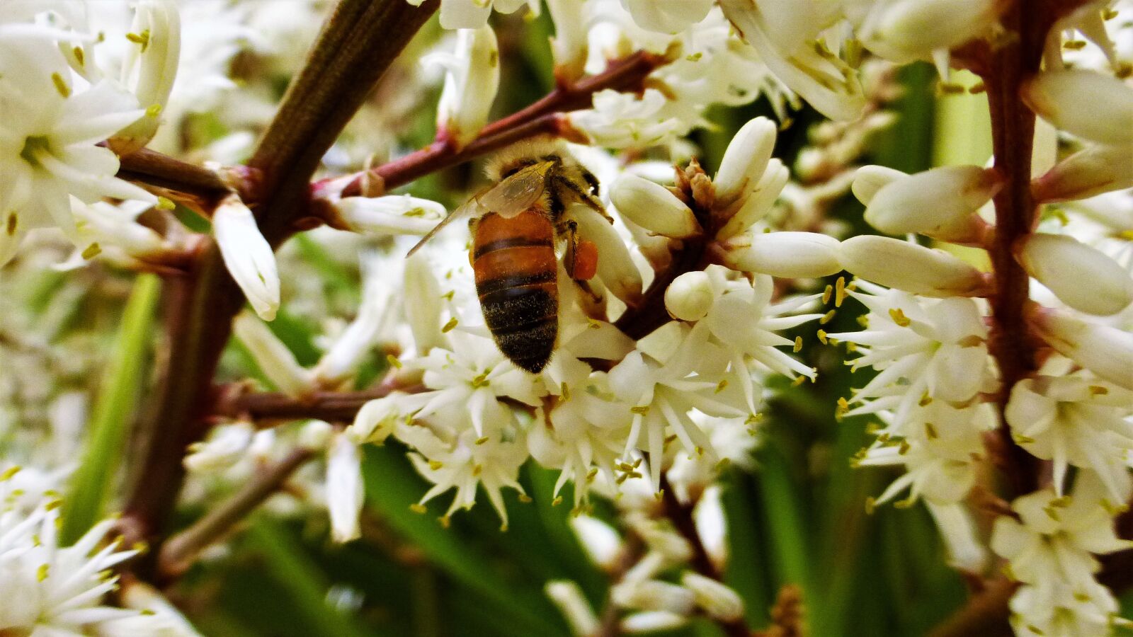 Panasonic Lumix DMC-ZS25 (Lumix DMC-TZ35) sample photo. Flower, bee, nature photography