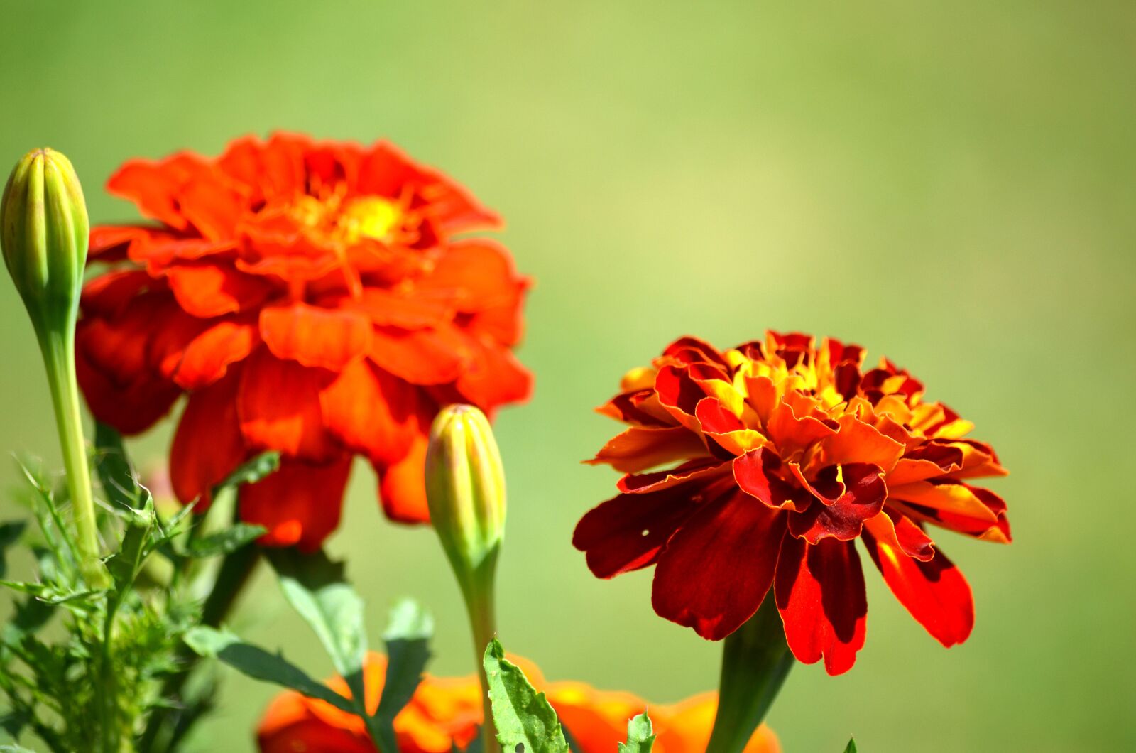 Nikon D5100 sample photo. Flower, plant, petal photography
