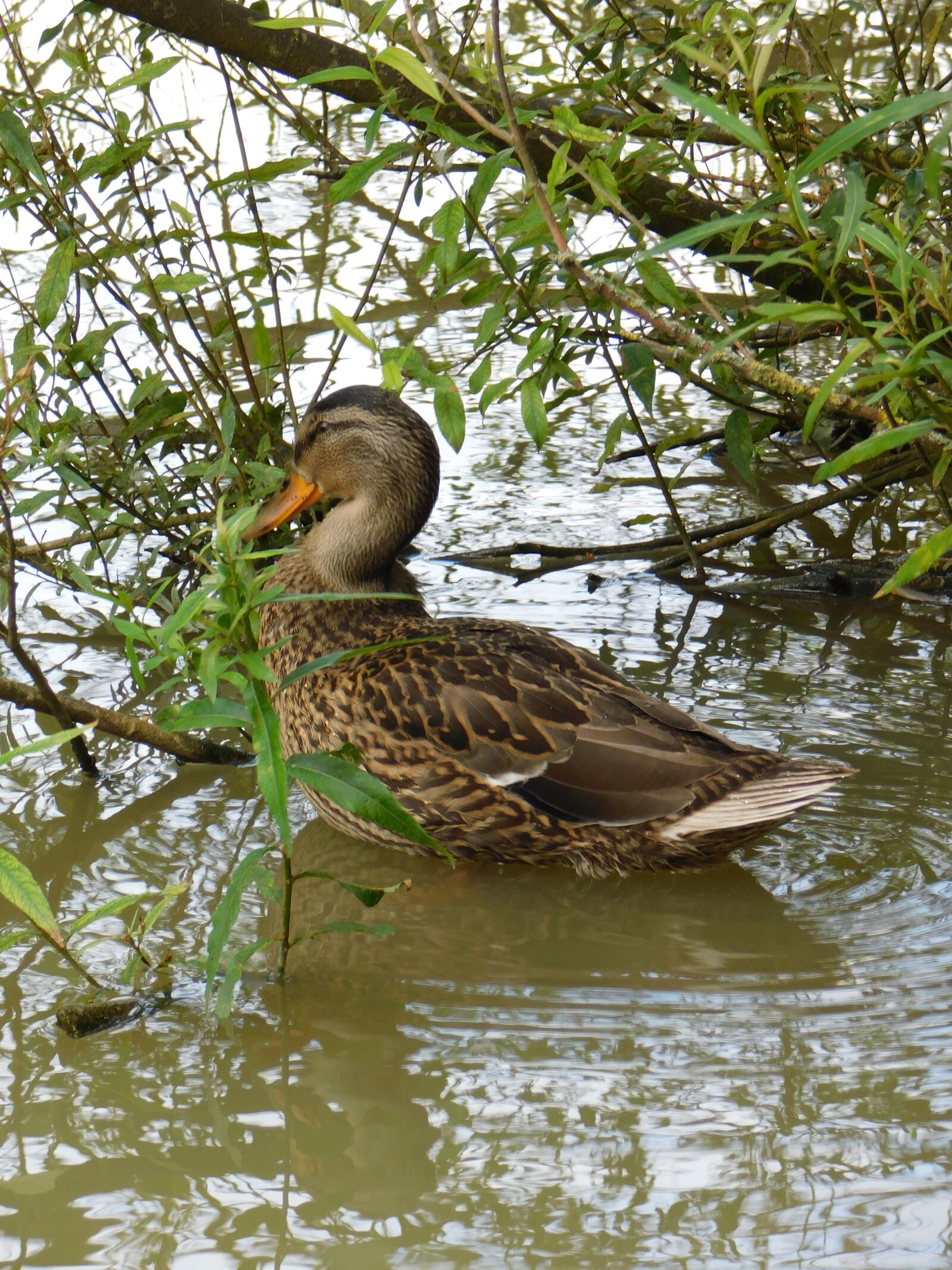 Nikon Coolpix B500 sample photo. Duck photography