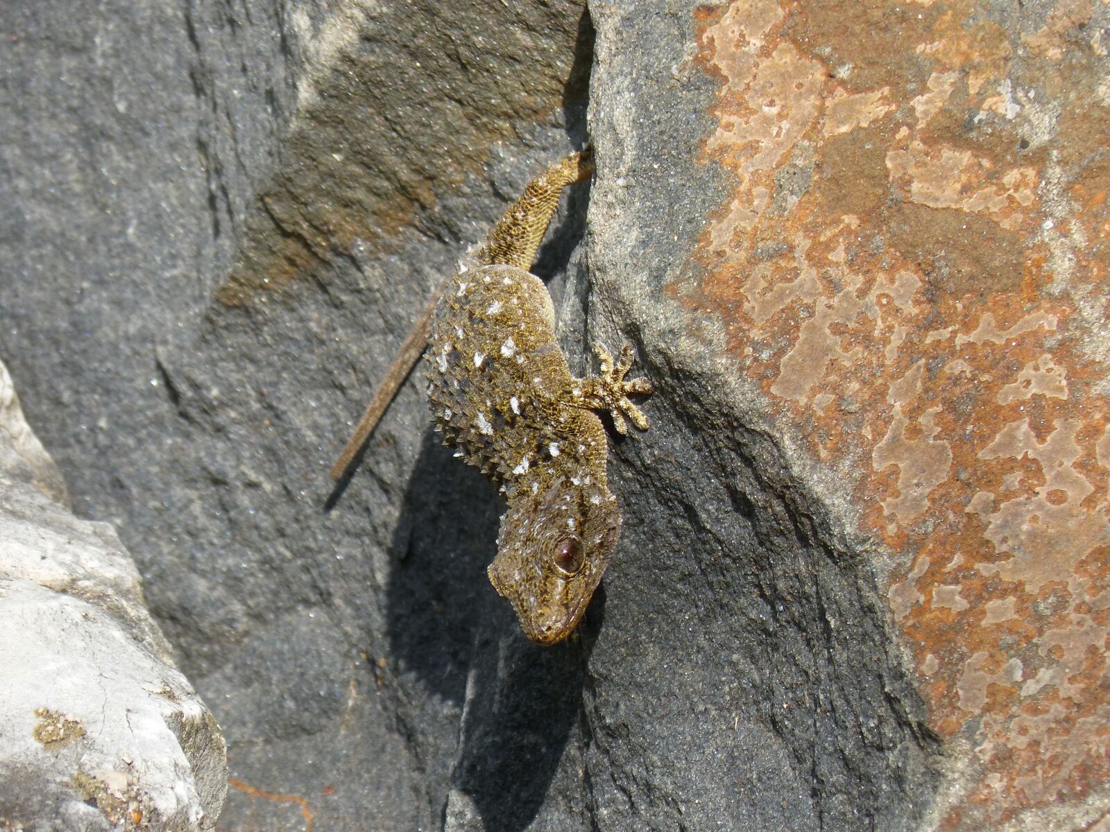Panasonic DMC-FZ62 sample photo. Dragon, gecko, rock photography