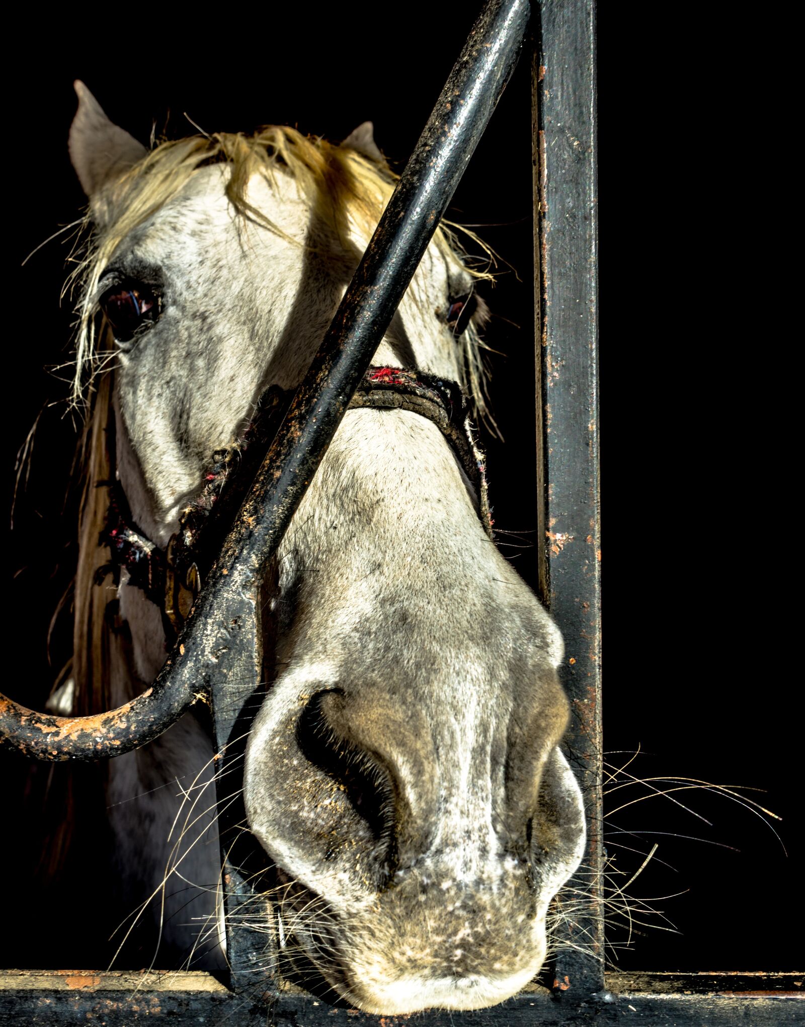 Sony a7R + Sony FE 28-70mm F3.5-5.6 OSS sample photo. Horse, block, animal photography