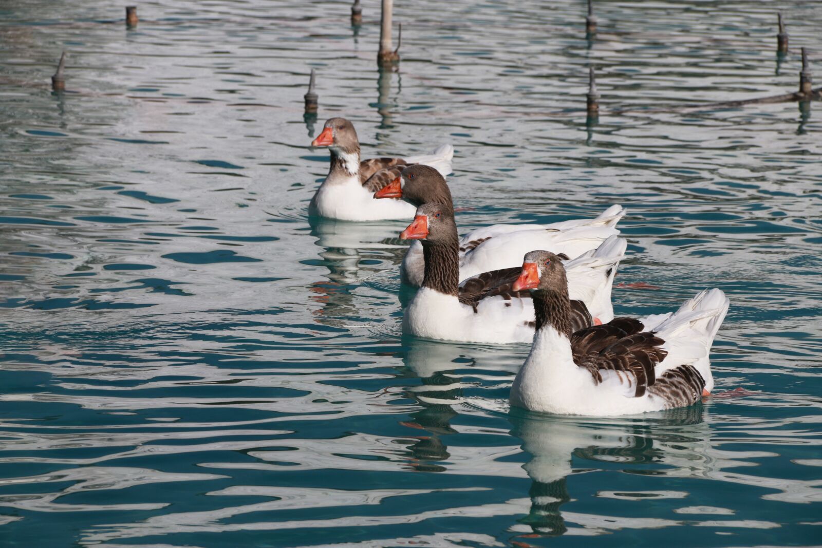 Canon EF-S 18-135mm F3.5-5.6 IS sample photo. Duck, marine, bird photography