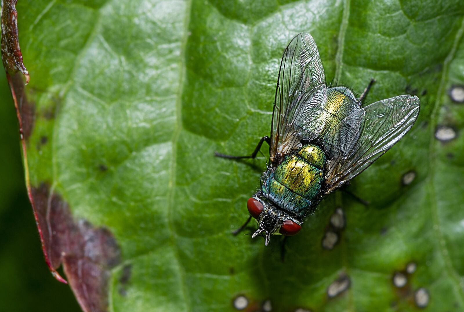 Nikon D610 sample photo. Fly, insect, wing photography