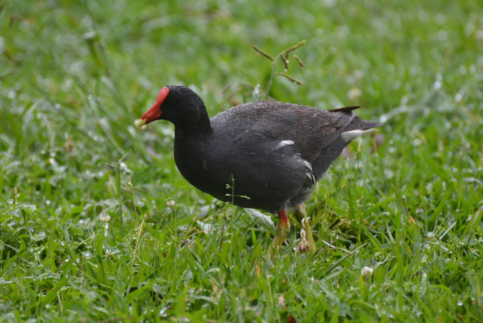 Nikon D7100 sample photo. Chicken-water-common, birds, rallidae photography