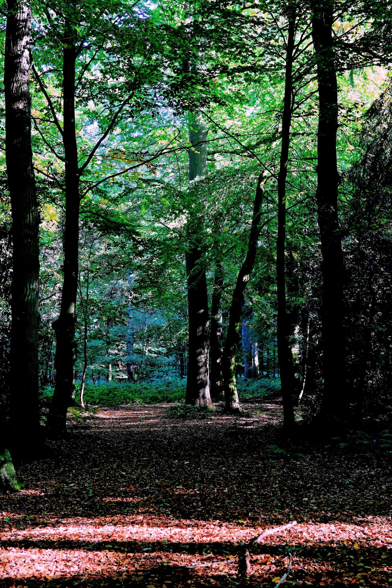 Sony a99 II sample photo. Forest, late summer, nature photography