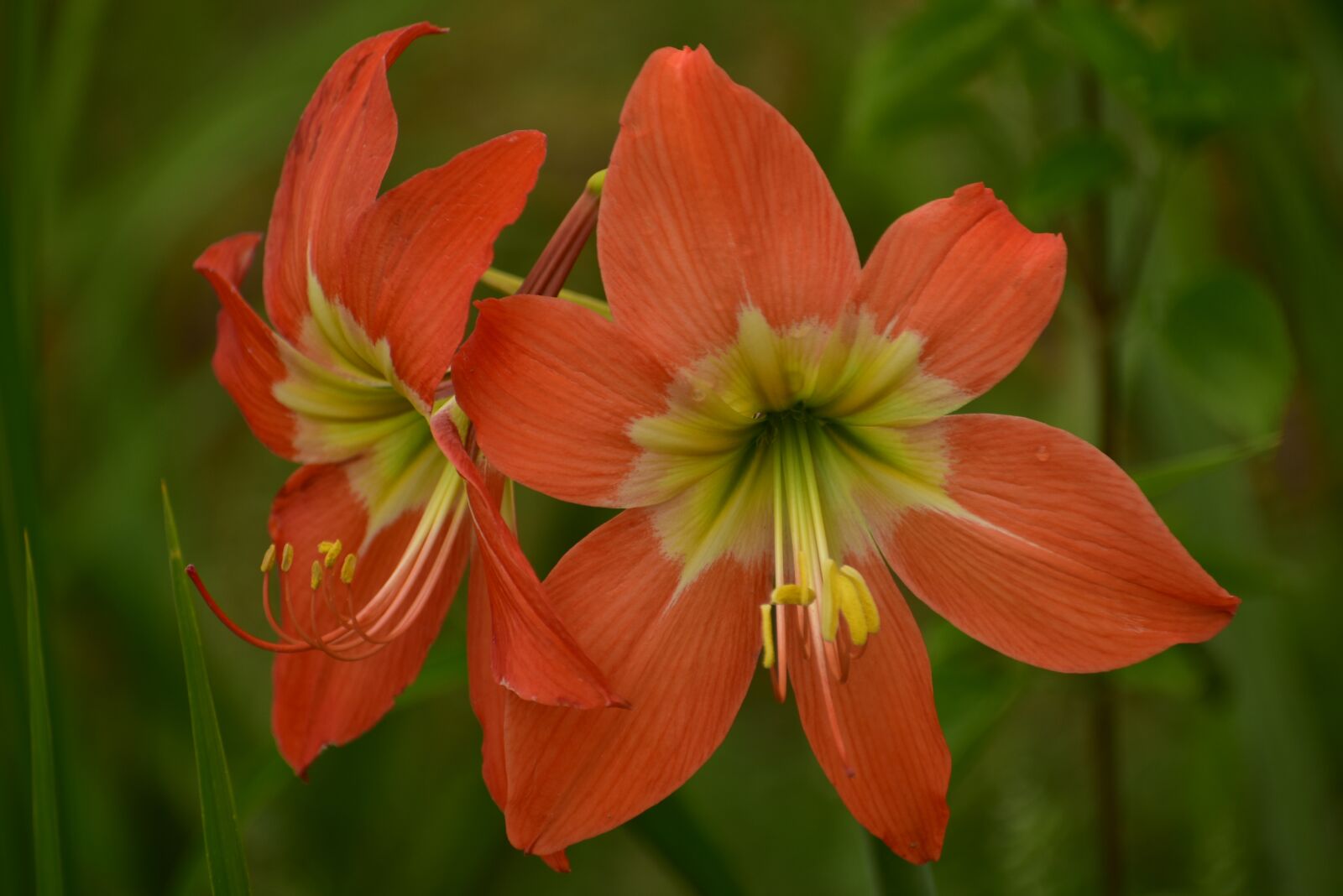 Nikon D3400 sample photo. Lily, flower, petal photography