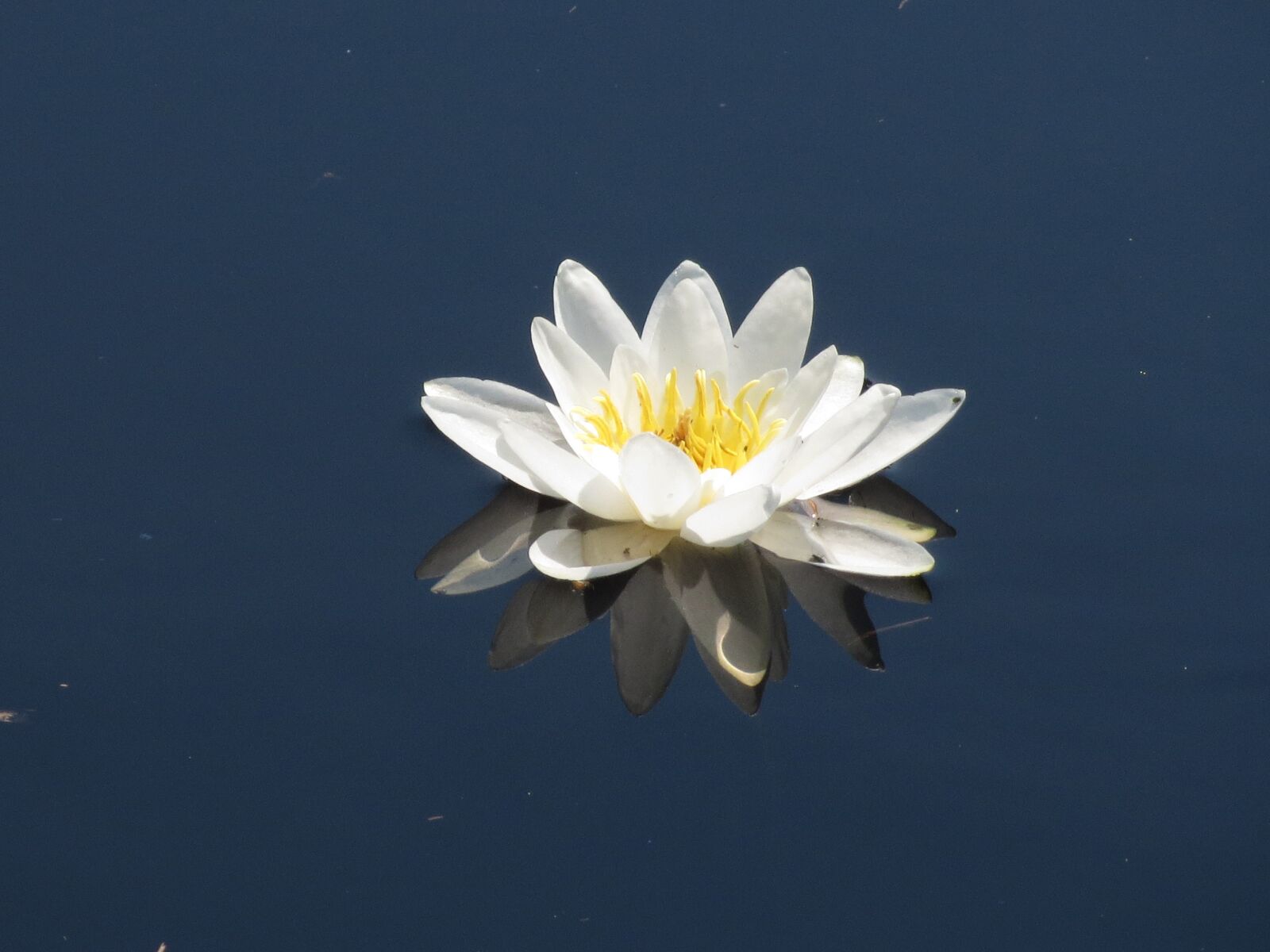 Canon PowerShot ELPH 520 HS (IXUS 500 HS / IXY 3) sample photo. Water lily, water flower photography