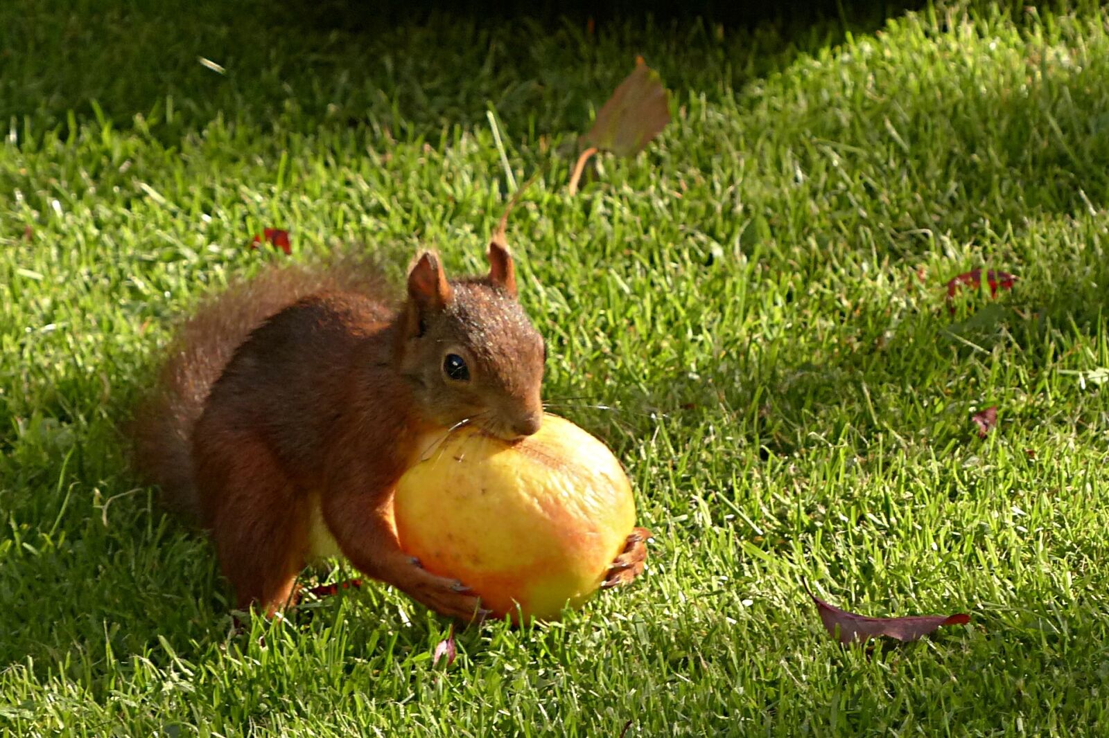 Panasonic Lumix DMC-FZ200 sample photo. Squirrel, sciurus major, animal photography