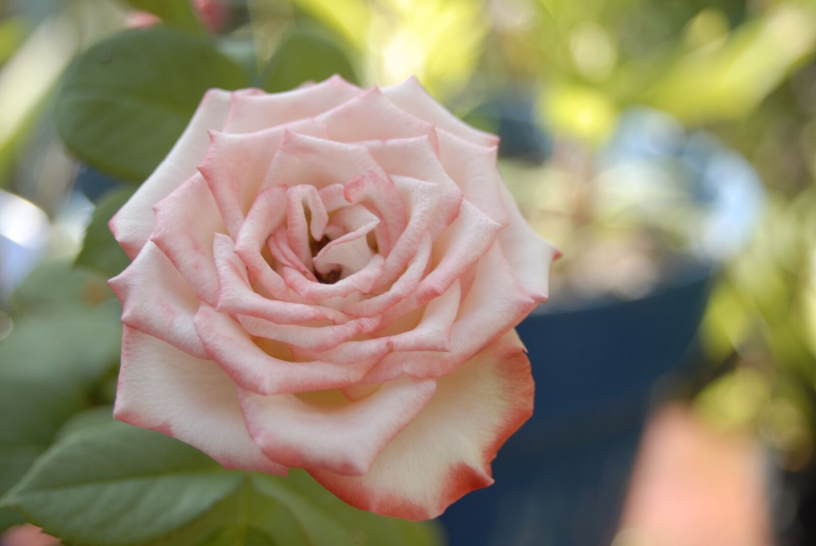 Nikon D200 sample photo. Pink rose, regional, flowers photography
