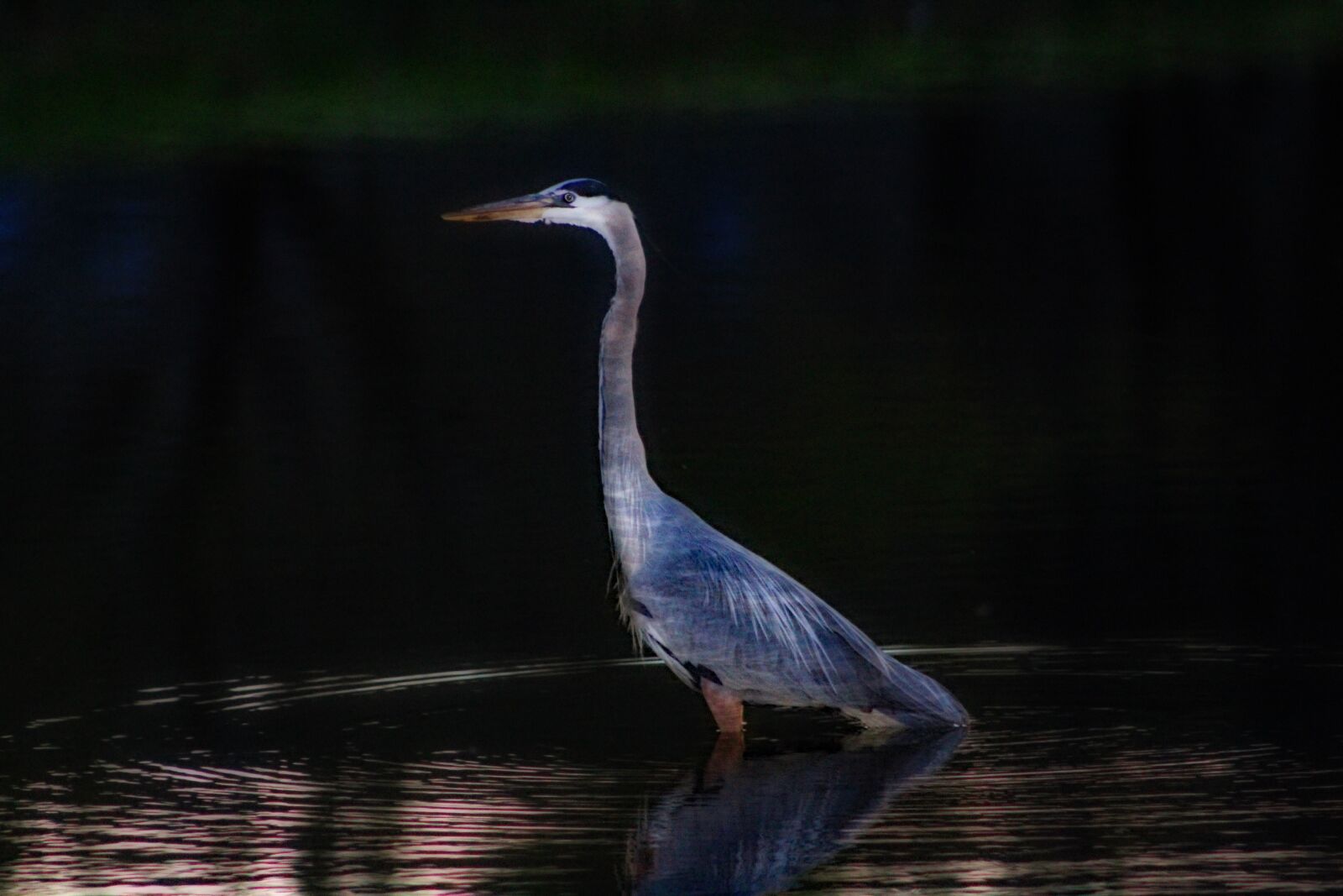 Canon EF75-300mm f/4-5.6 sample photo. Heron, blue heron, fowl photography