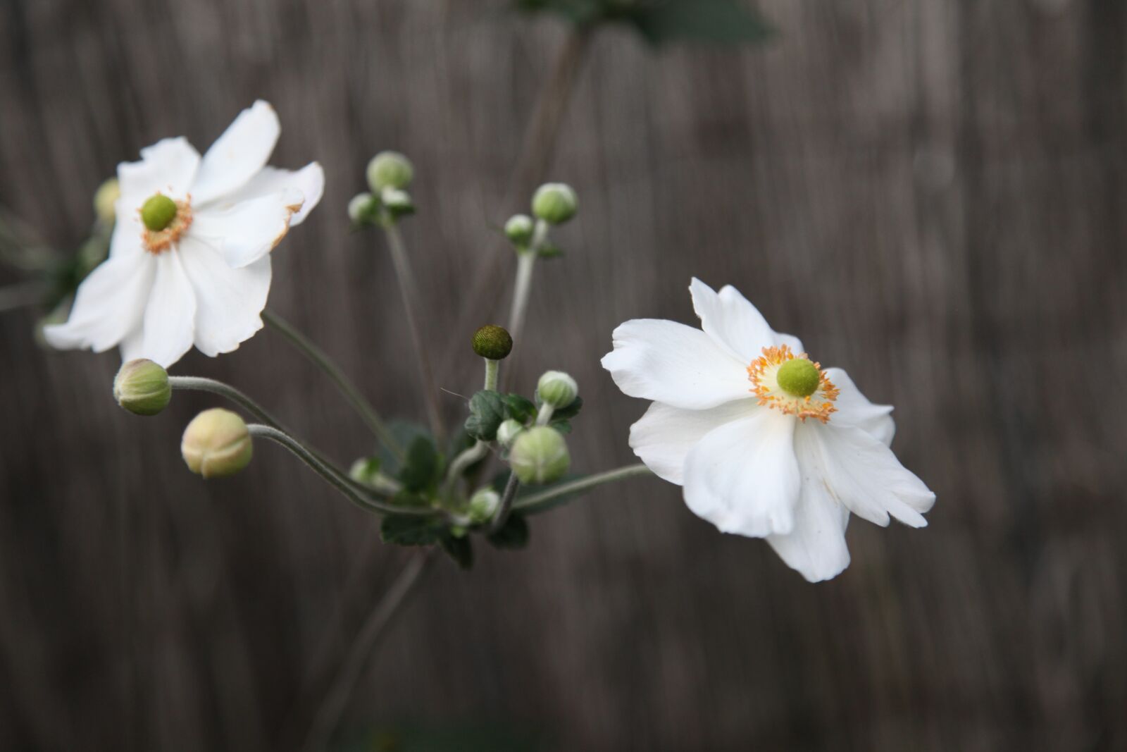 Canon EOS 5D Mark II sample photo. Flowers, white, nature photography