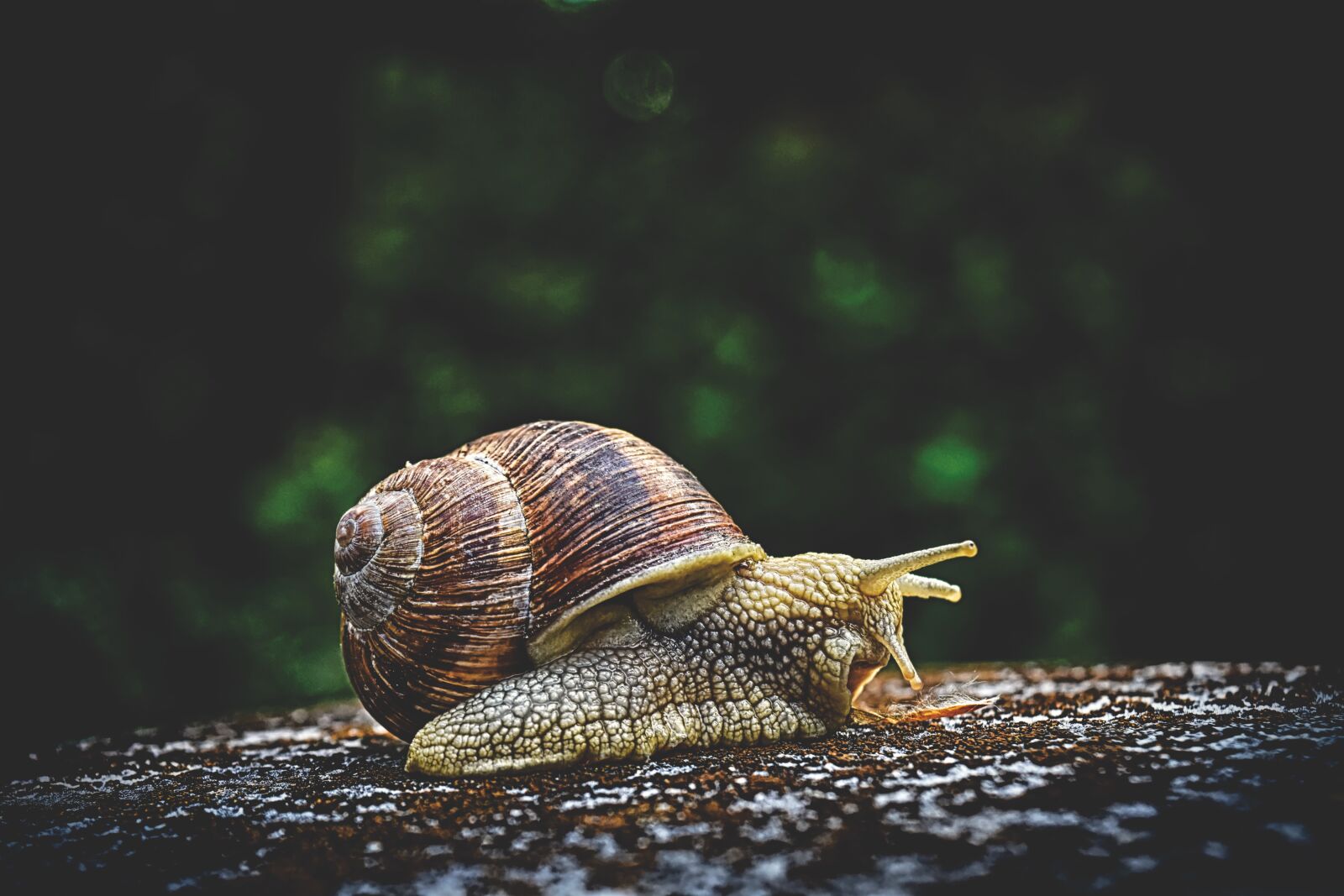 Nikon D7200 sample photo. Snail, animal, house photography
