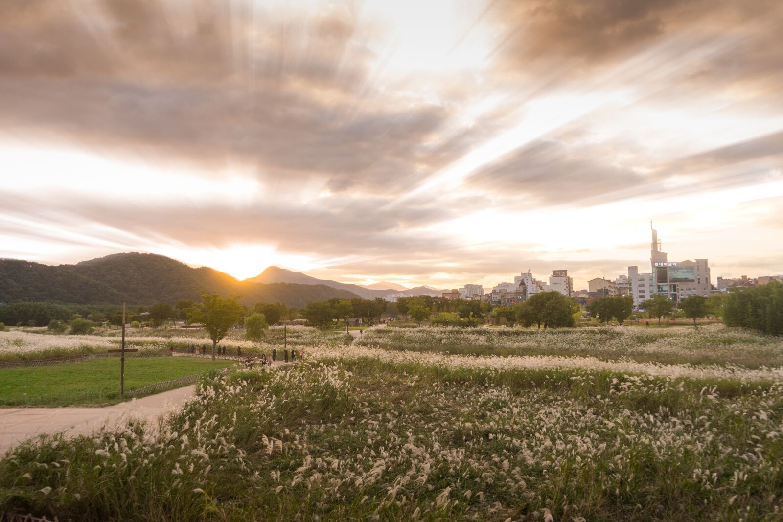 Sony a7 II + Sony FE 28-70mm F3.5-5.6 OSS sample photo. Park, silver grass, dawn photography