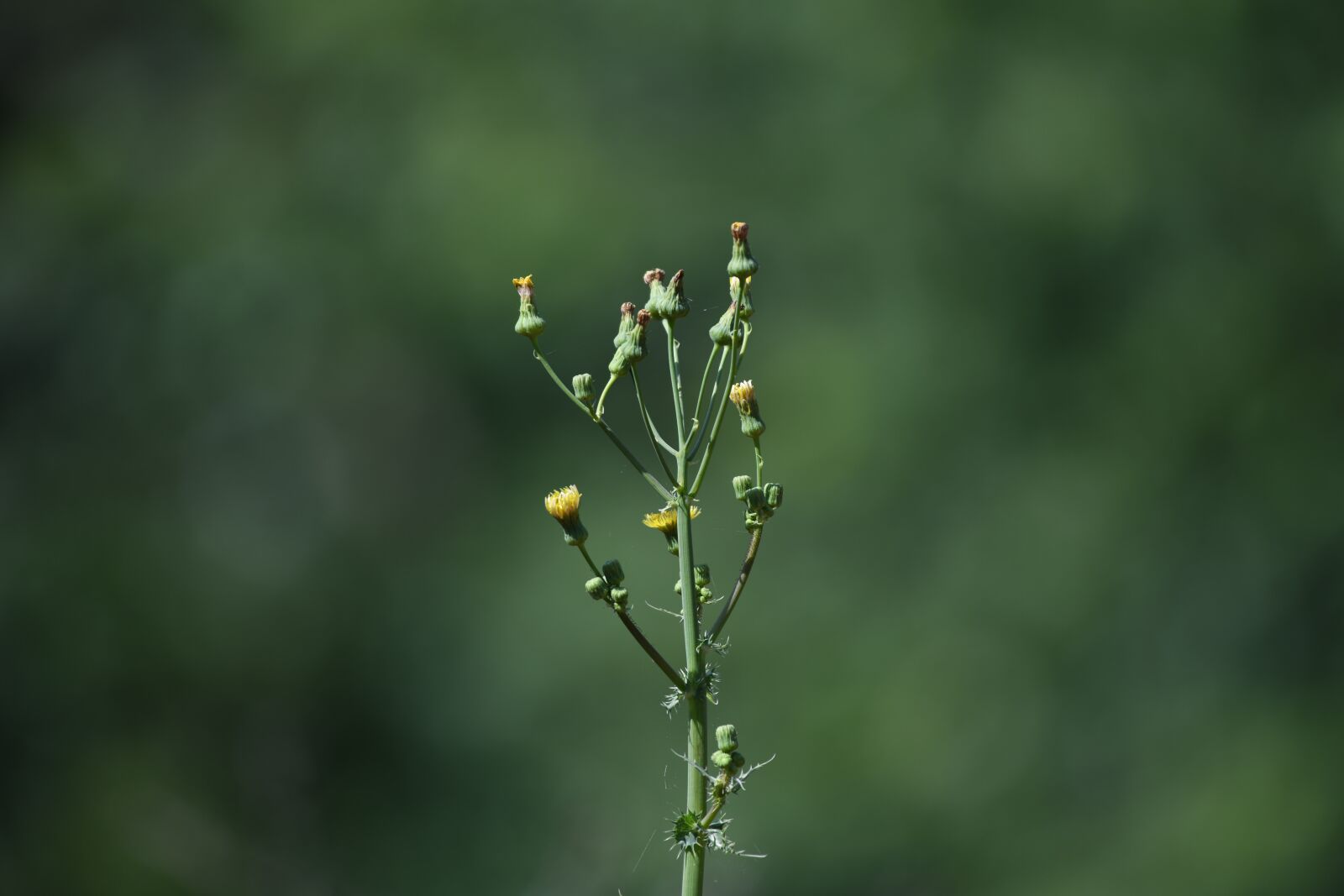 Nikon D850 sample photo. Flower, blossom, bloom photography