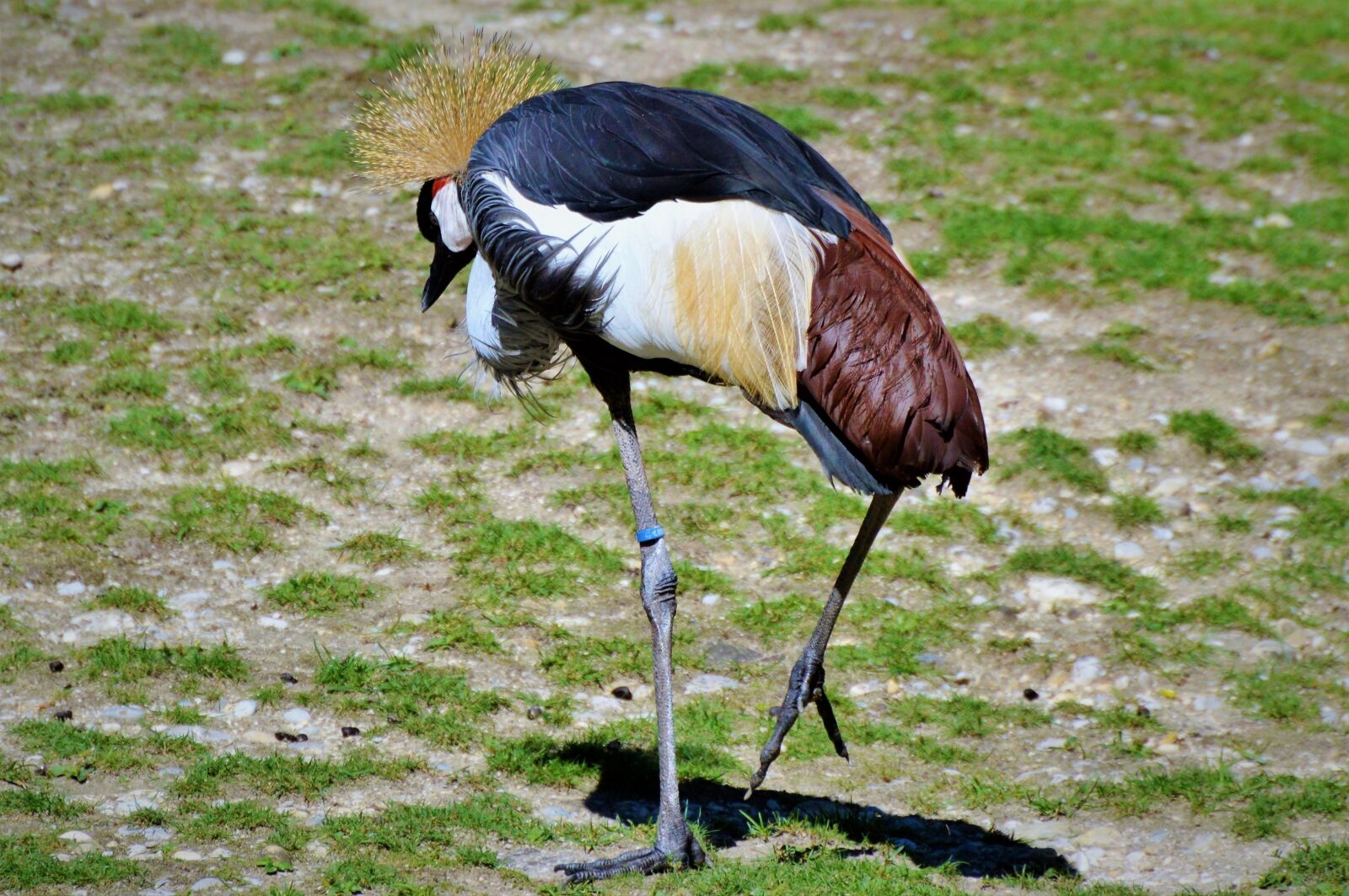 Nikon D3200 sample photo. Grey crowned crane, baleurica photography