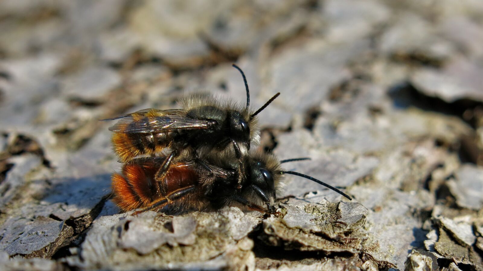 Canon PowerShot G15 sample photo. Wild bees, pairing, mason photography