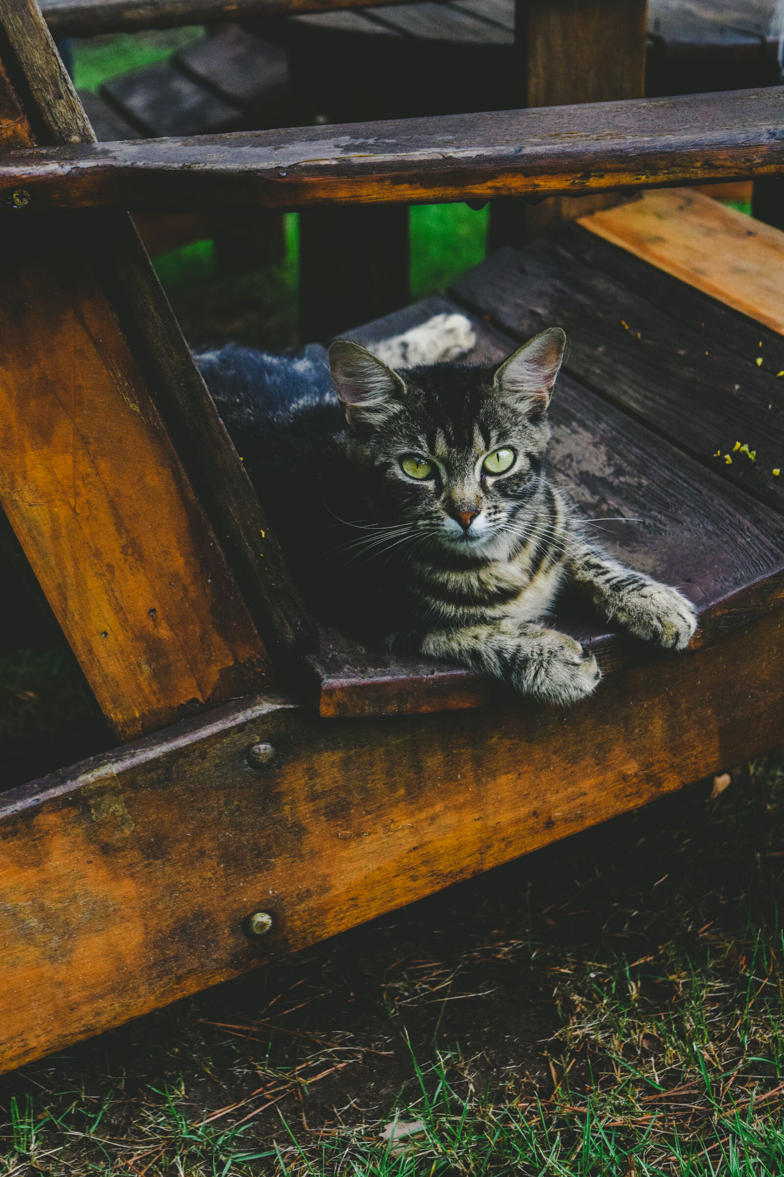 Nikon D3300 sample photo. Cat, chair, grass, nature photography