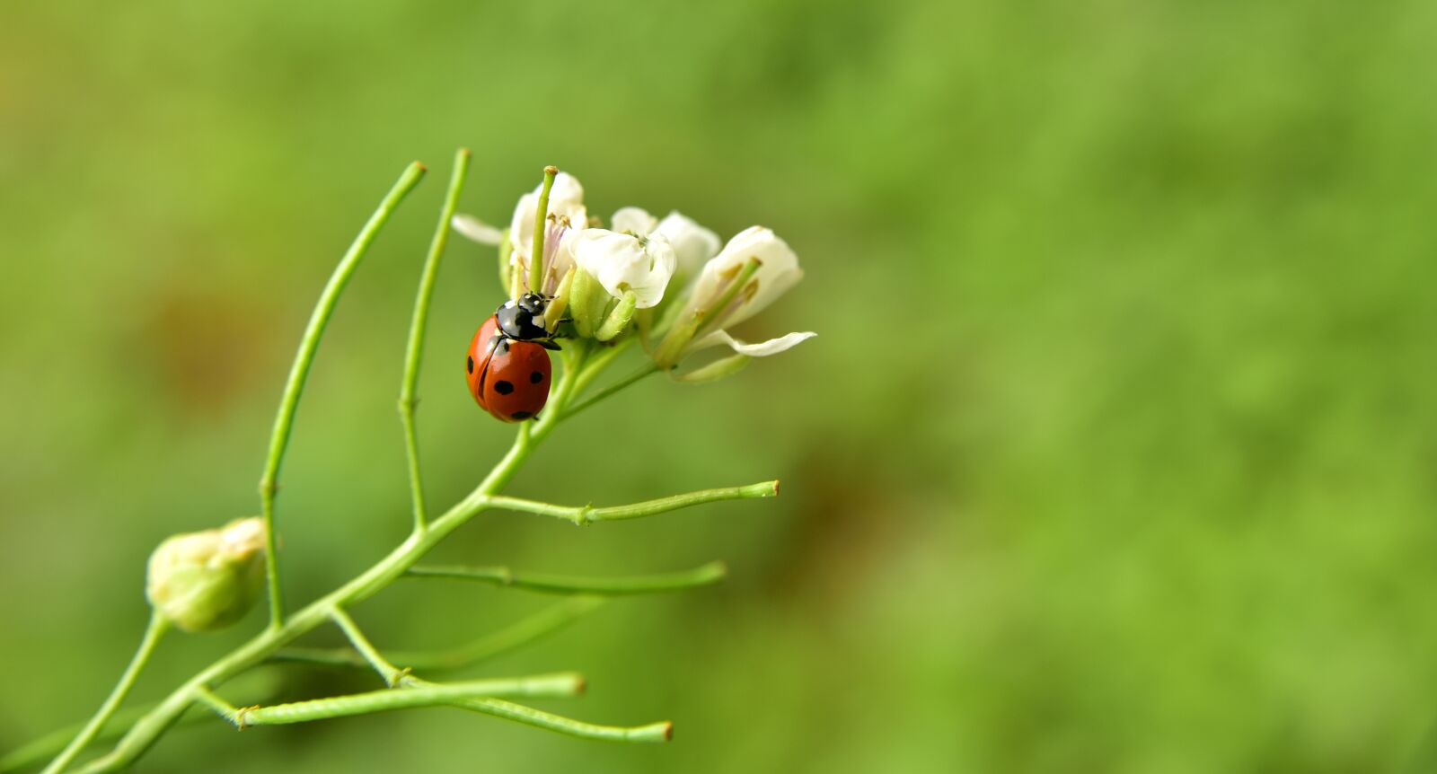 Nikon D750 sample photo. Ladybug, meadow, nature photography