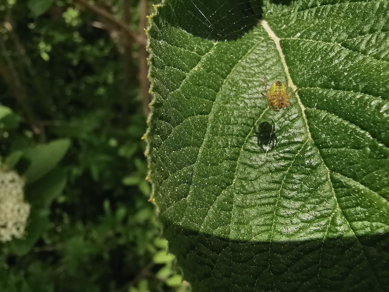 HUAWEI P30 Pro sample photo. Insect, leave, green photography