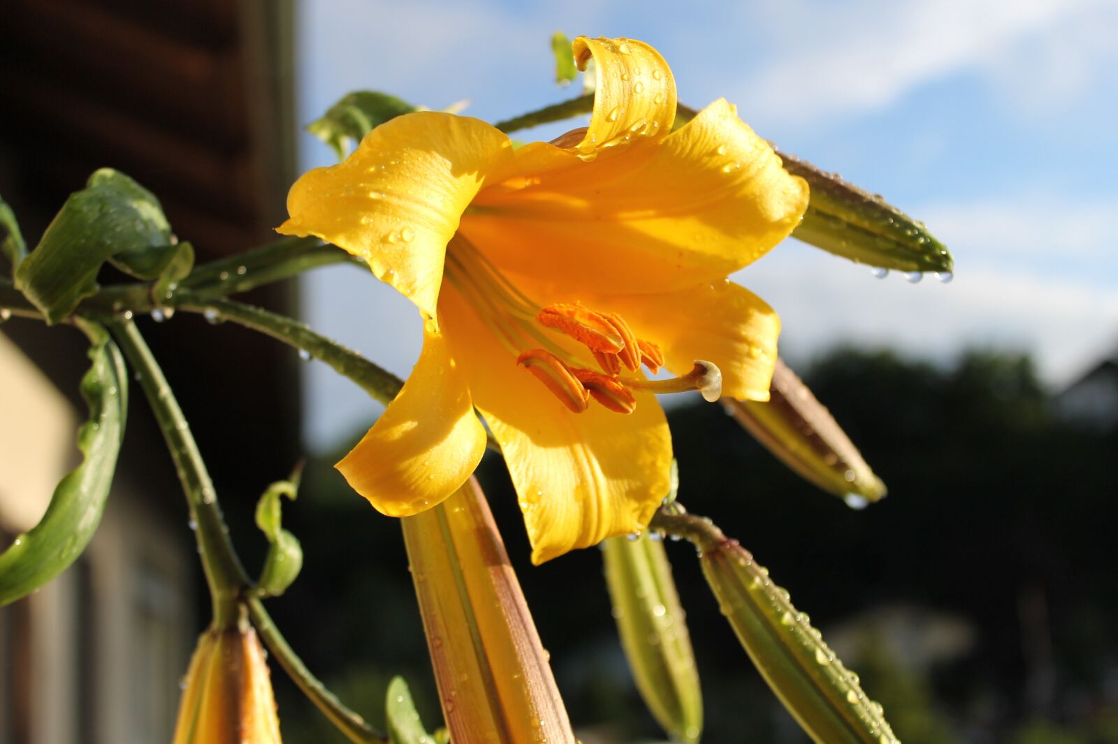Canon EOS 1100D (EOS Rebel T3 / EOS Kiss X50) sample photo. Lily, blossom, bloom photography