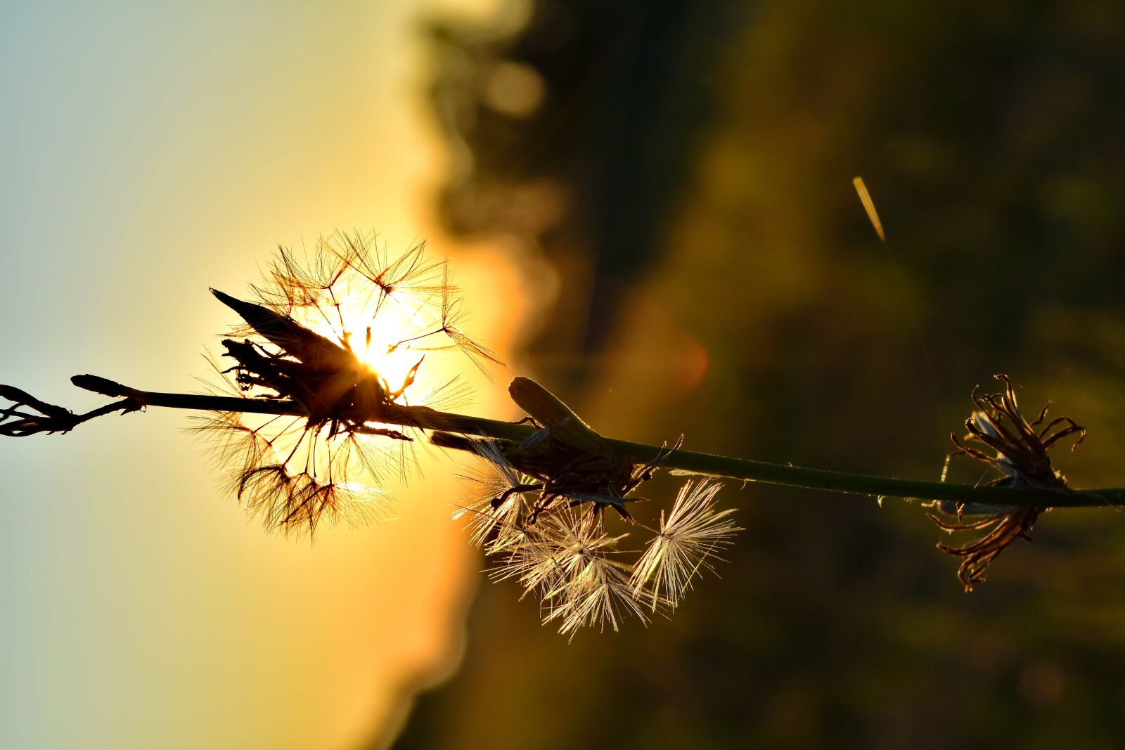 Nikon D5500 sample photo. Beautiful, herb, shadow, sunset photography