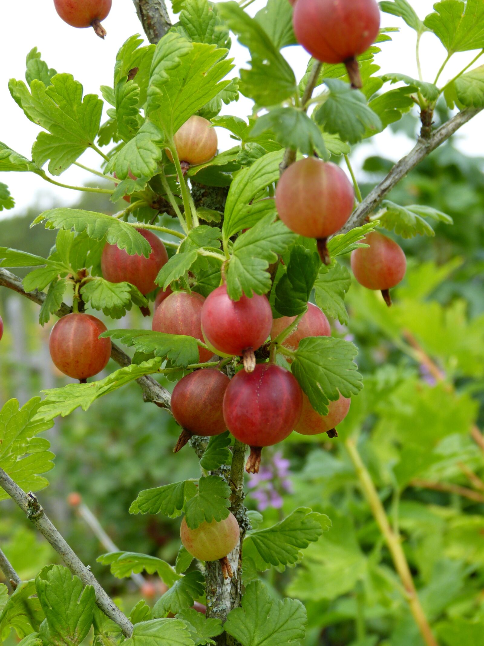Panasonic Lumix DMC-FZ150 sample photo. Gooseberry, ribes, fruit photography