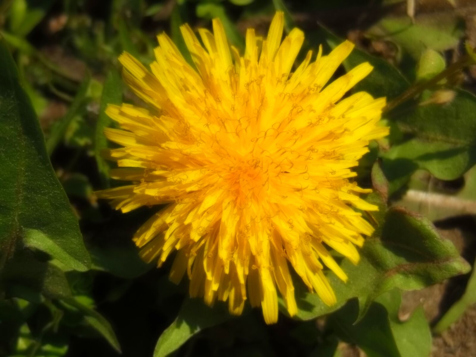 Nikon Coolpix S9300 sample photo. Flower, nature, yellow photography