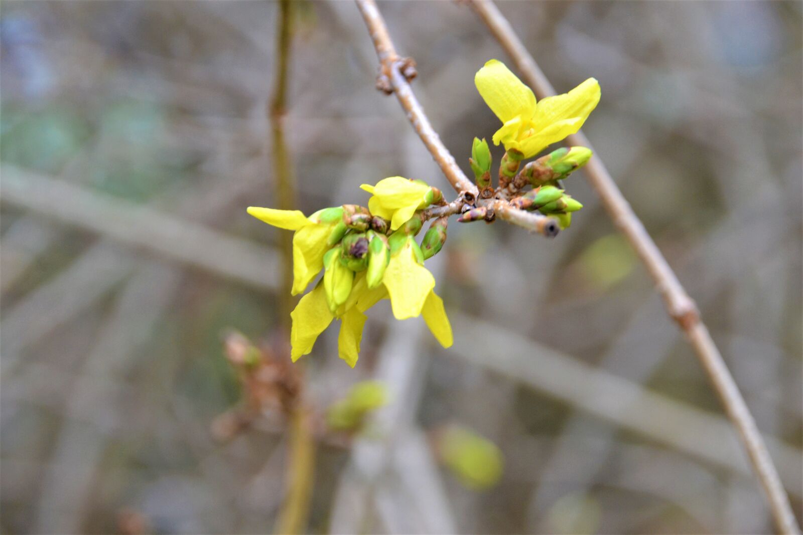 Nikon D3100 sample photo. Forsythia, spring, yellow photography