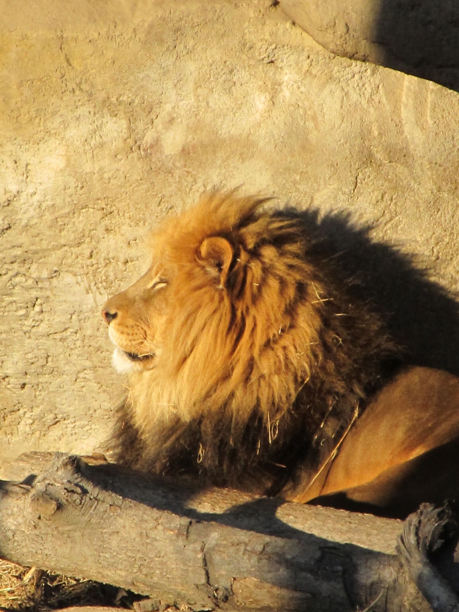 Canon PowerShot SX130 IS sample photo. Lion, male, wildlife photography