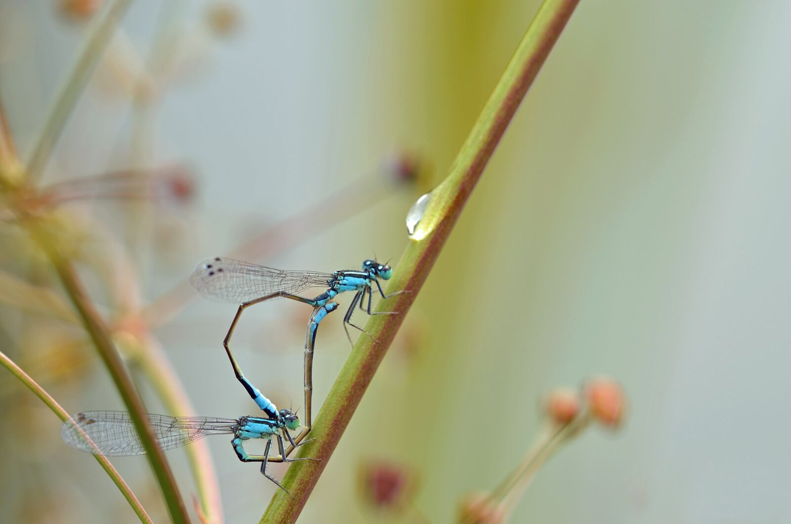 Nikon D5100 sample photo. Dragonfly, insect, pairing photography