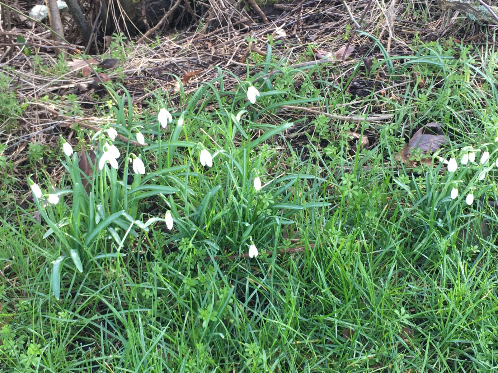iPhone 6s Plus back camera 4.15mm f/2.2 sample photo. Snow drop, wildflower, hedgerow photography