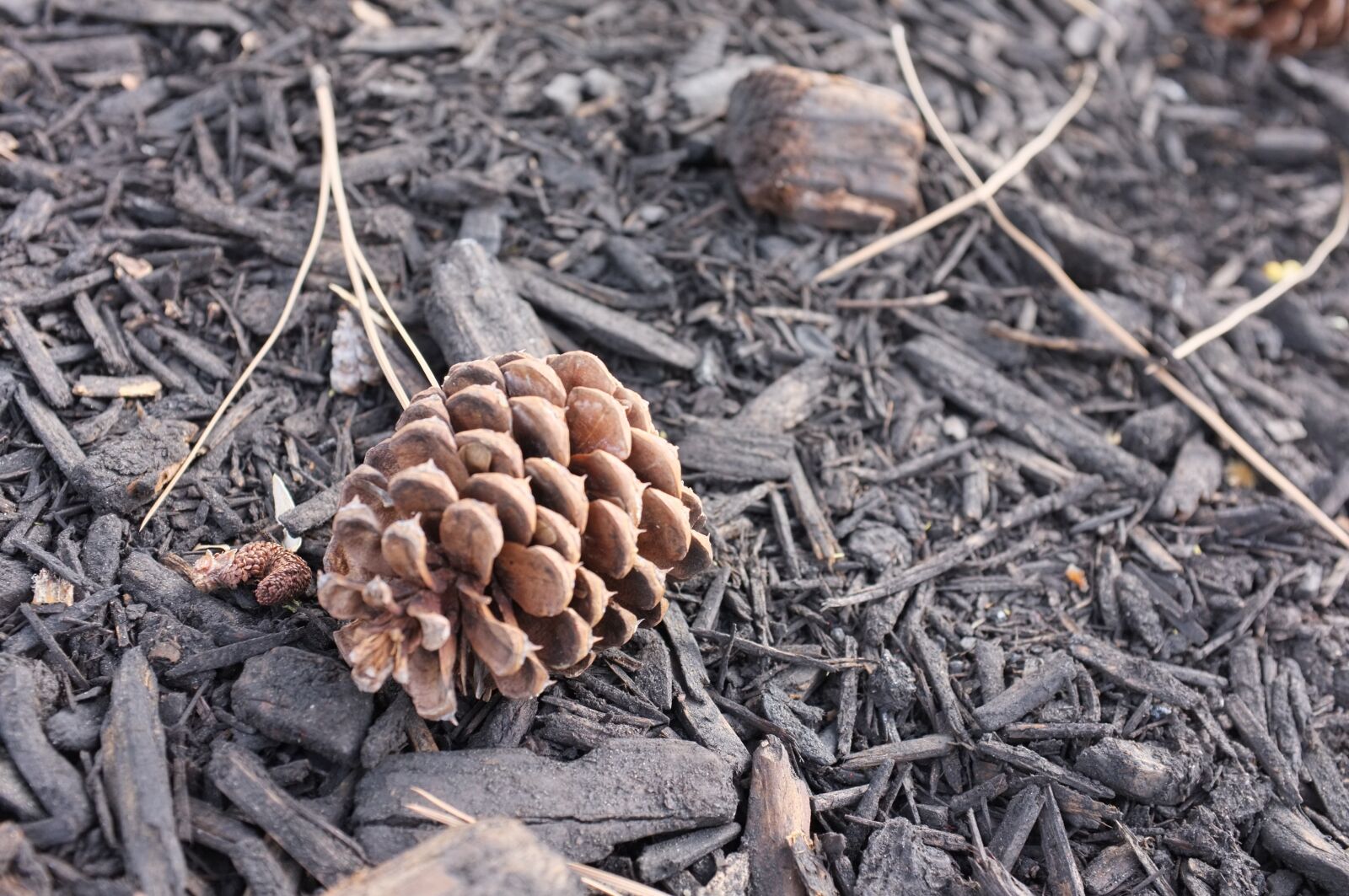 Fujifilm FinePix X100 sample photo. Pine cone, wood, nature photography