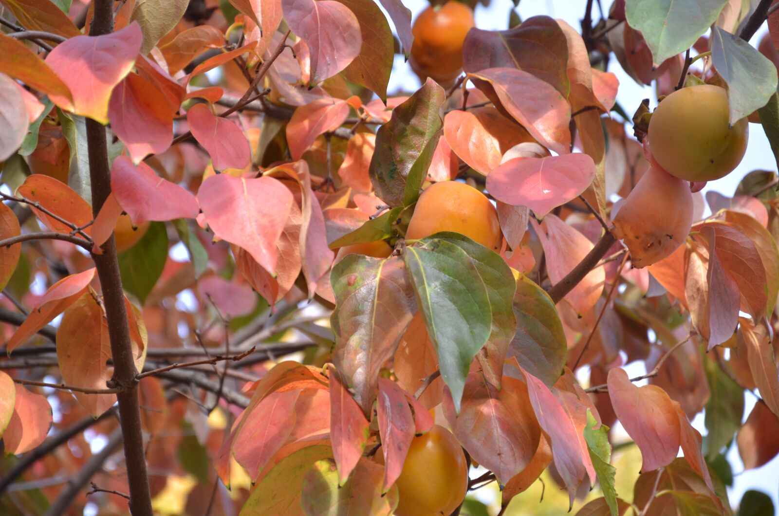 Nikon D7000 sample photo. Fruit, in the autumn photography