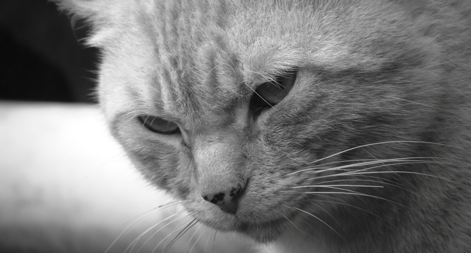 Nikon Coolpix B700 sample photo. Cat, portrait, kitten photography