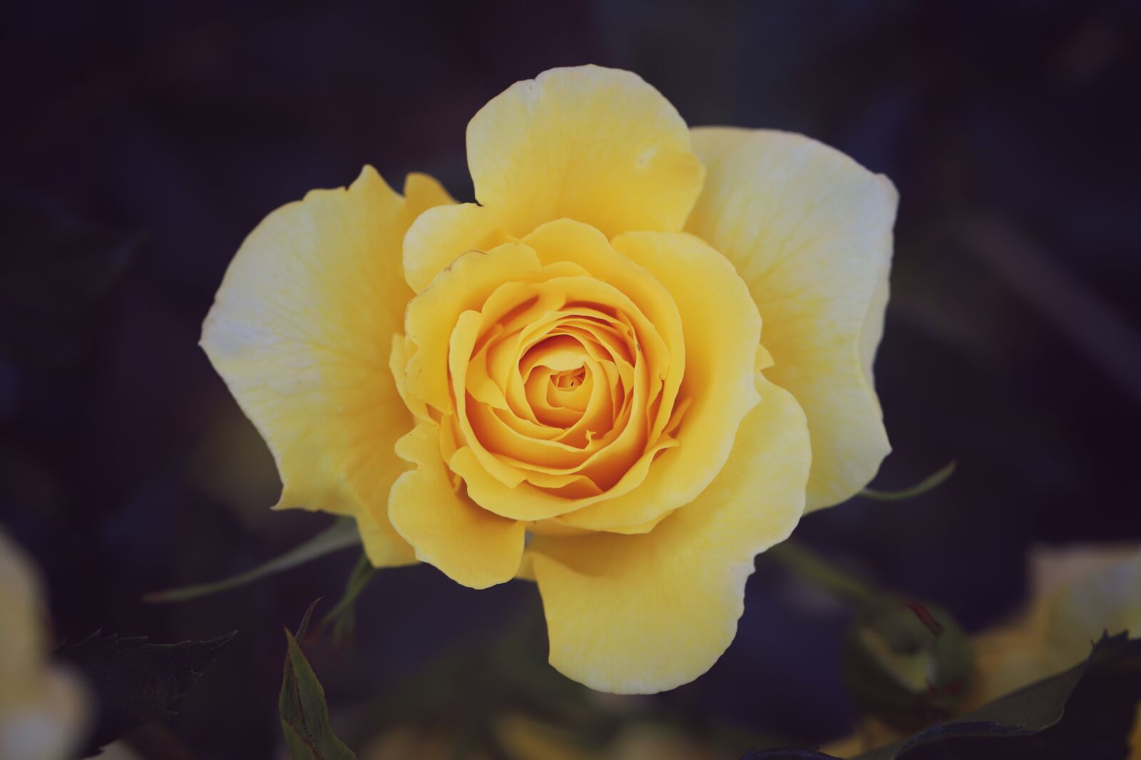 Canon EF 100mm F2.8L Macro IS USM sample photo. Rose, macro, flower photography