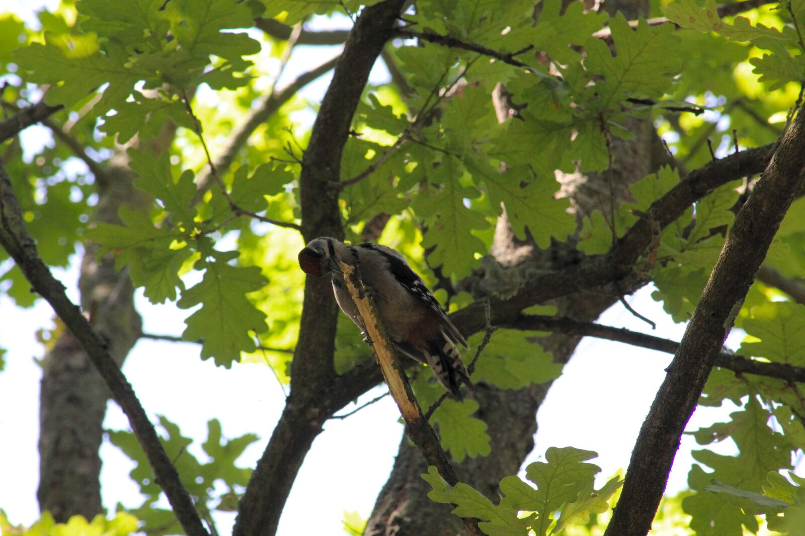 Canon EOS 550D (EOS Rebel T2i / EOS Kiss X4) sample photo. Woodpecker, bird, tree photography