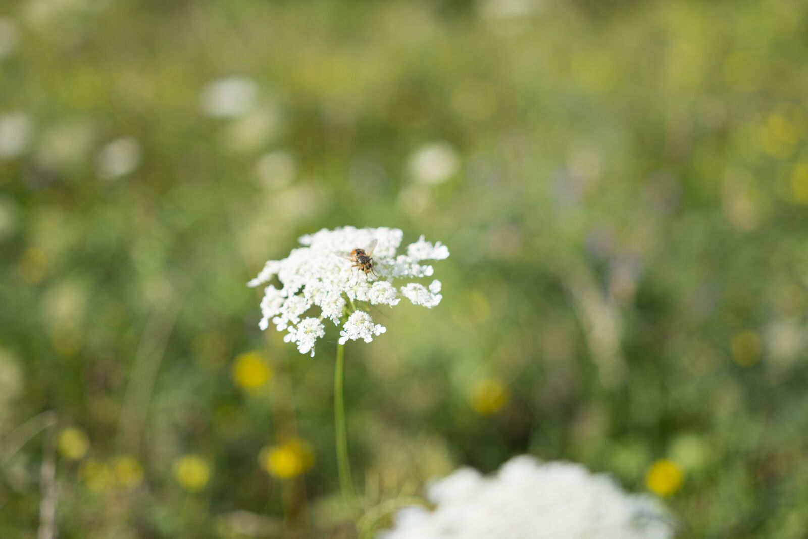 Nikon D7200 sample photo. Plant, flower, nature photography