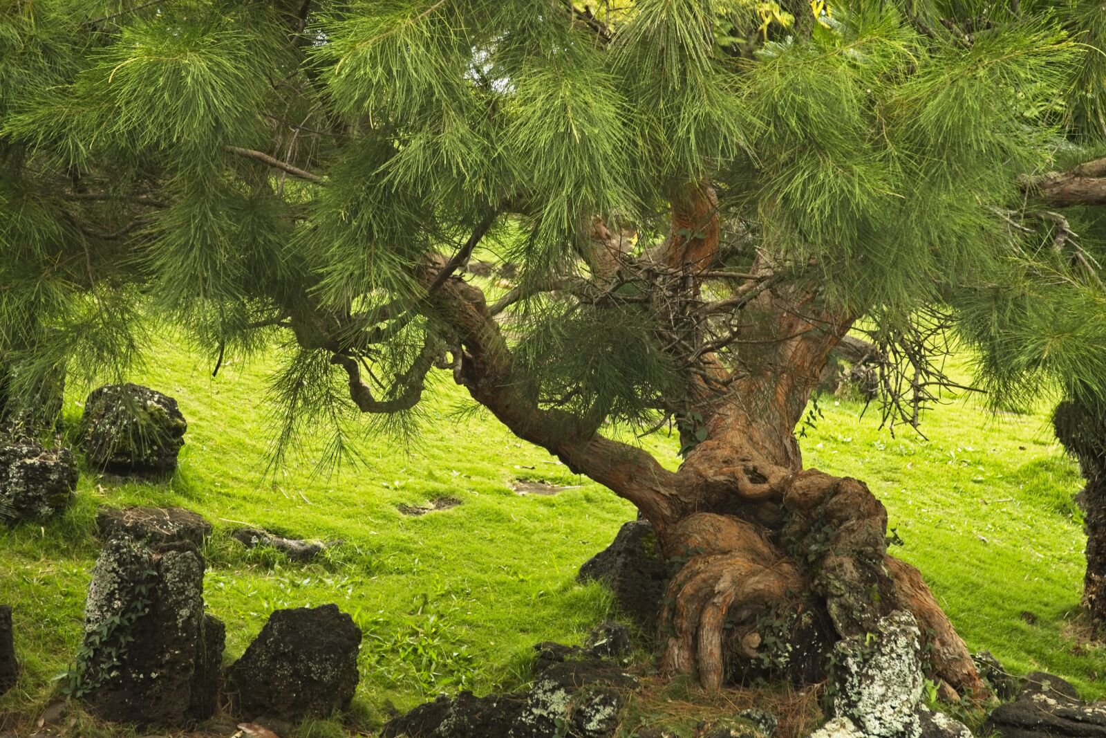 Canon PowerShot G7 X sample photo. Tree, pine, nature photography
