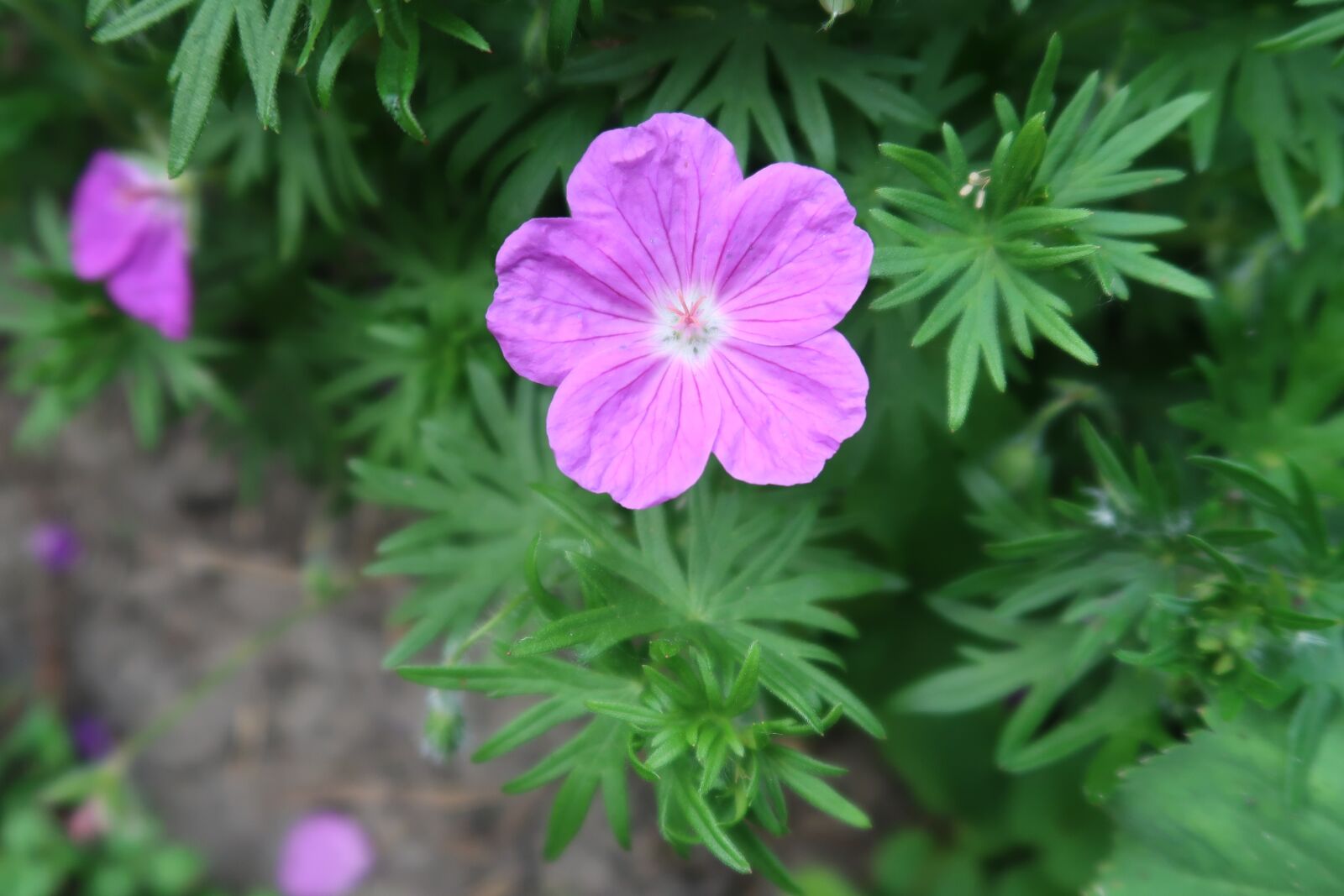 Canon PowerShot G7 X Mark II sample photo. Flower, pink, nature photography