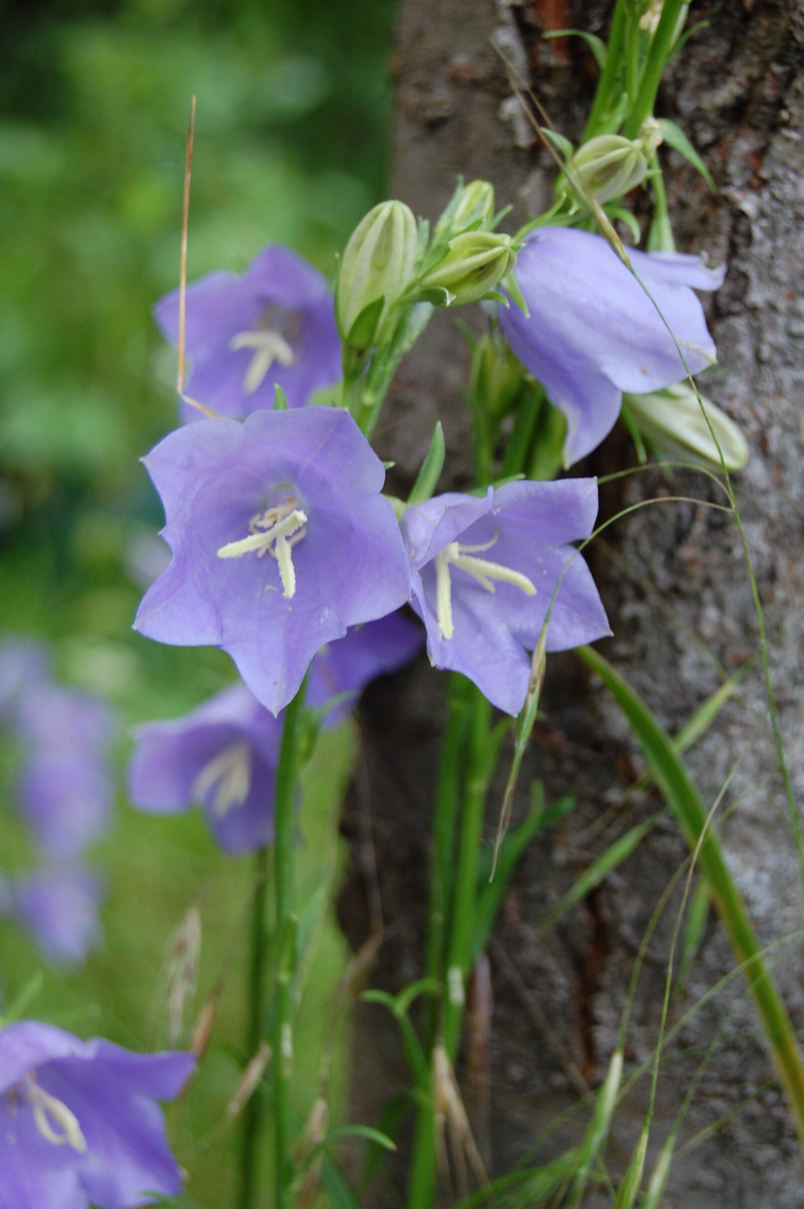 Nikon D40 sample photo. Flower, bellflower, violet photography