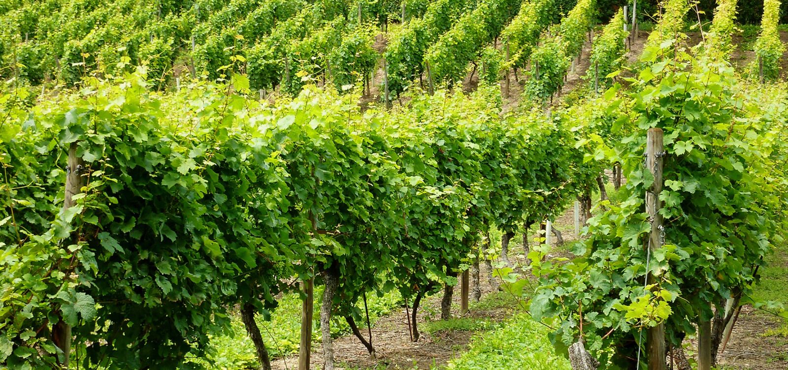 Panasonic DMC-TZ7 sample photo. Vineyard, grapes, gold photography