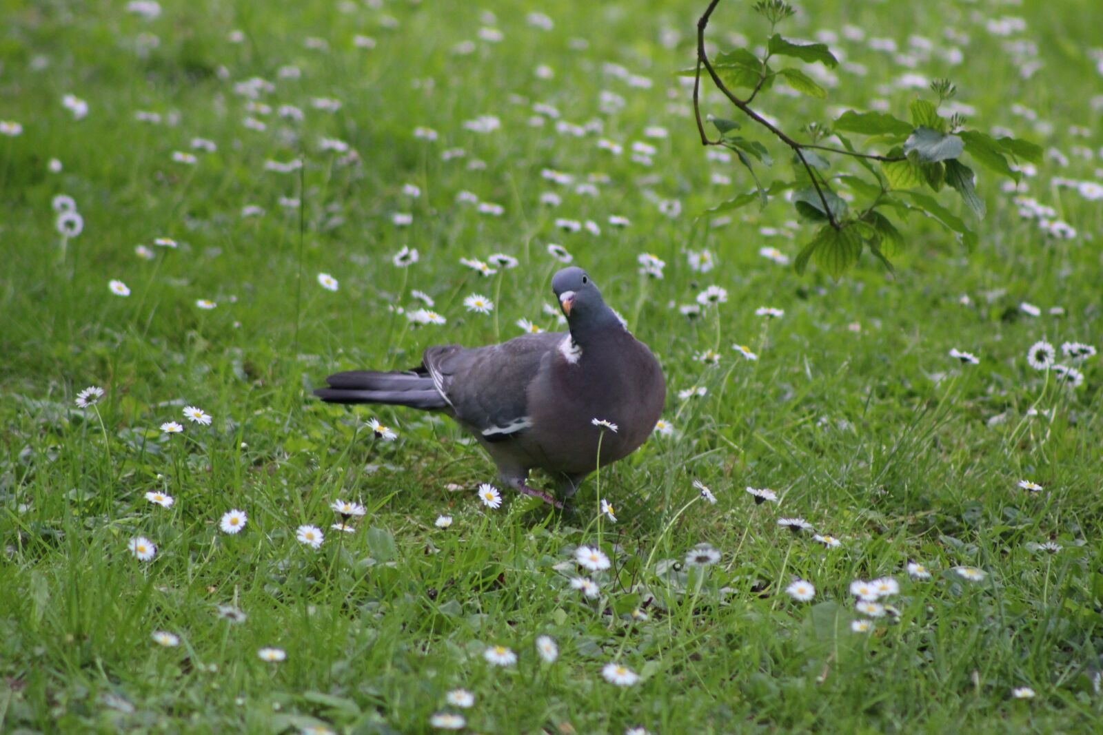 Canon EOS 100D (EOS Rebel SL1 / EOS Kiss X7) + Canon EF 75-300mm f/4-5.6 sample photo. Bird, pigeon, curious pigeon photography