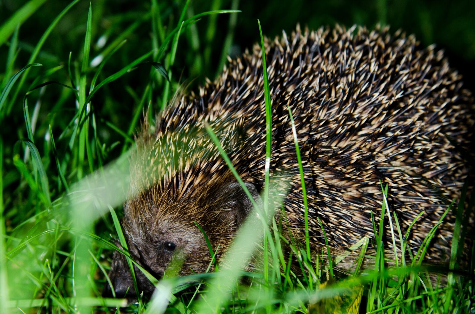 Nikon D7000 sample photo. Hedgehog, garden, nature photography