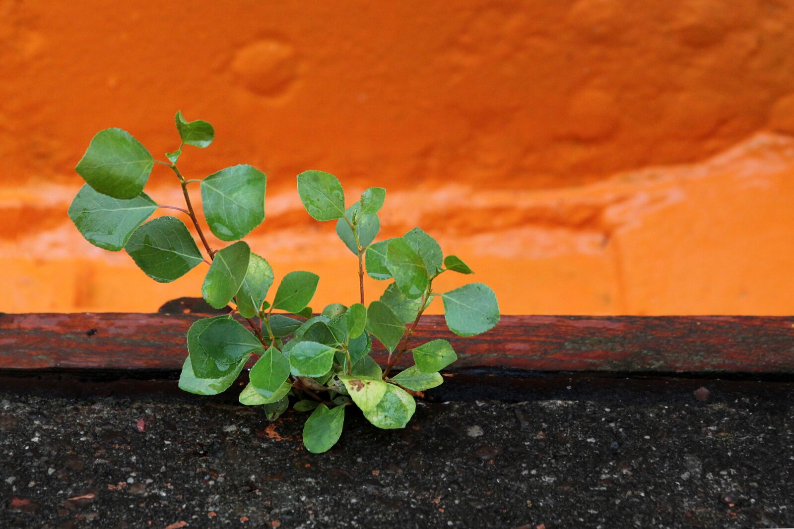 Canon EOS 500D (EOS Rebel T1i / EOS Kiss X3) sample photo. Plant, herb, bush photography