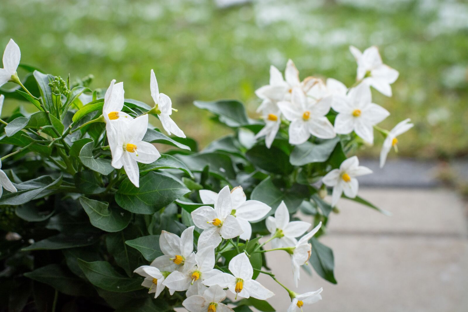 Nikon D7100 sample photo. Flowers, white, white flowers photography