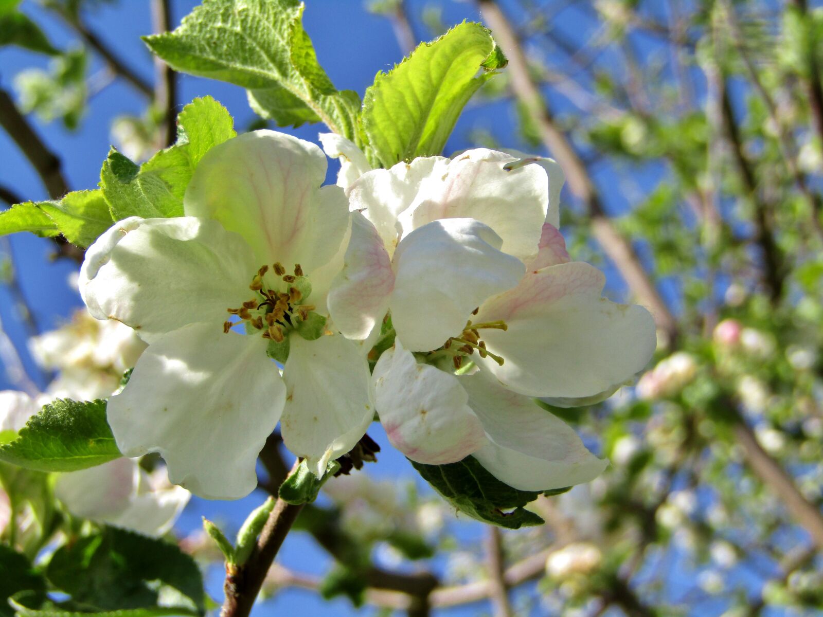 Canon POWERSHOT SX432 IS sample photo. Apple blossom, white, pink photography